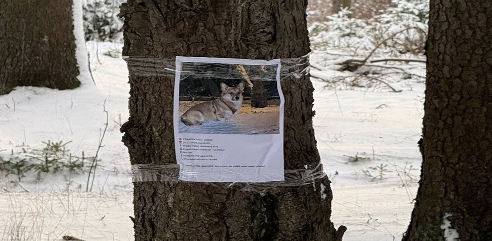 Rozhovor s dobrovolnicí Alenou Mikulášovou o hledání psa Tommiho, který se na Silvestra 2025 ztratil u Lipna