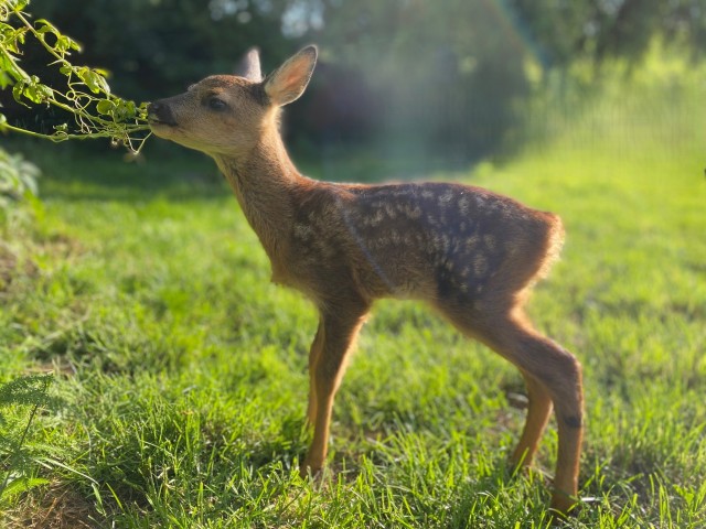 Dron pro záchranu srnčat před senosečí