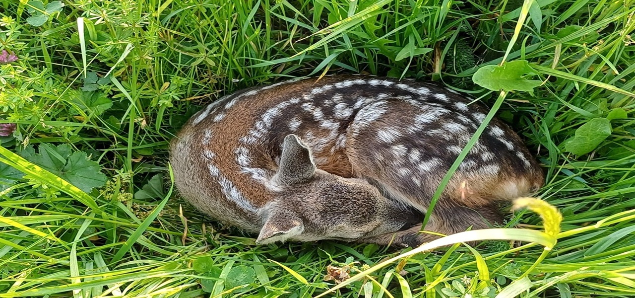 Stop sečení srnčat na Nadějkovsku - rozhovor se Simonou Šitnerovou