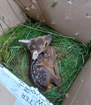 Srnče v bezpečí v krabici (foto archiv Simona Šitnerová).