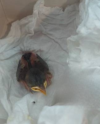 Redakcí zachráněná malá Červenka (foto redakce).