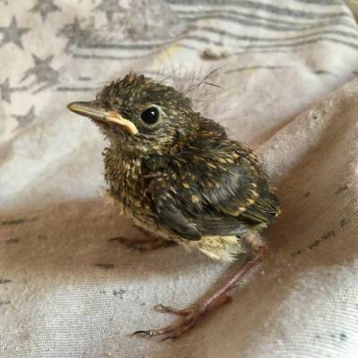 Zachráněná malá Červenka v péči záchranářů (screen redakce).