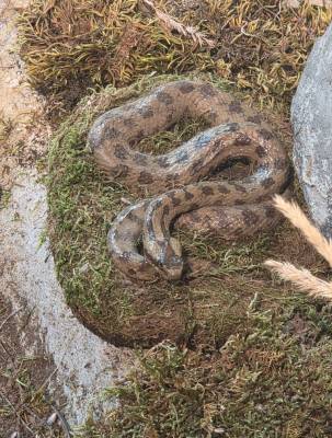 Had v rámci výstavy v Domě přírody - Koněpruské jeskyně (foto redakce).