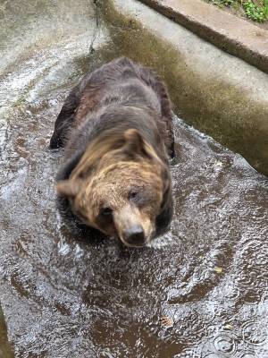 Hrad Točník červenec 2025 - medvěd Martin (foto redakce).