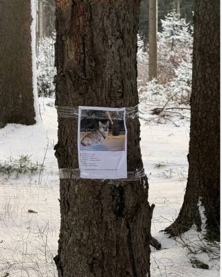 Letáky o Tommim v okolí Lipna (foto archiv majitelky psa).