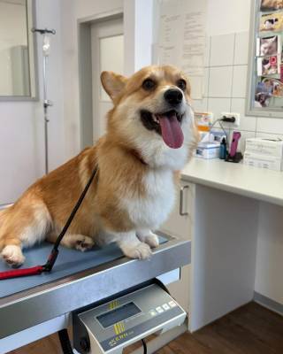 Tommi po nalezení absolvoval prohlídku u veterináře (foto archiv majitelky psa).