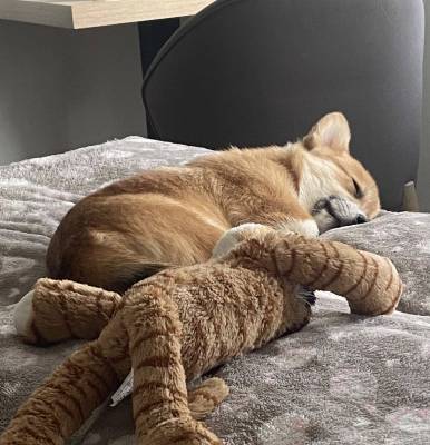 Tommi po nalezení unavený, ale šťastný (foto archiv majitelky psa).