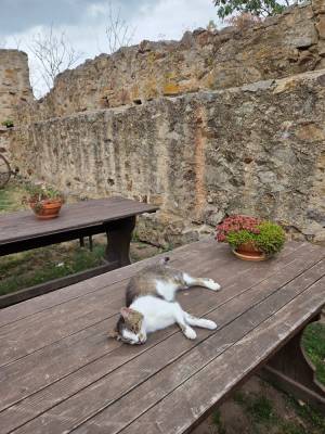 Hrad Točník červenec 2025 (foto redakce).