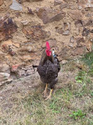 Hrad Točník červenec 2025 (foto redakce).