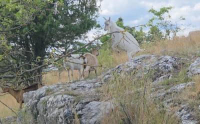 Kozy u Koněpruských jeskyň (foto redakce).