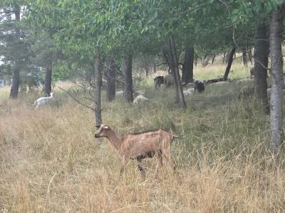 Kozy a ovce u Koněpruských jeskyň (foto redakce).