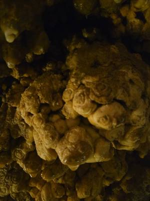 Květák v Koněpruských jeskyních (foto redakce).