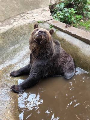 Hrad Točník červenec 2025 - medvěd Martin (foto redakce).