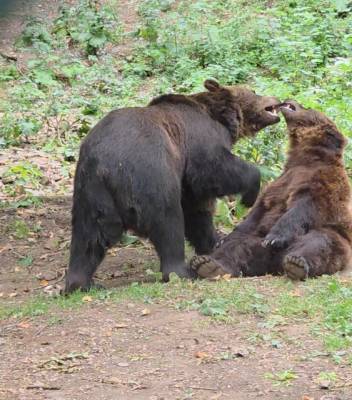 Hrad Točník červenec 2025 - medvěd Martin a medvědice Agáta (foto redakce).