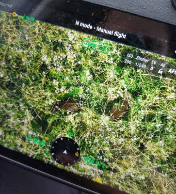 Srnčata dvojčata zachráněná Simonou pomocí dronu (foto archiv Simona Šitnerová).