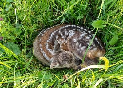 První zachráněné srnče spolkem Simony pomocí dronu (foto archiv Simona Šitnerová).