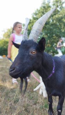 Spolek Setkávání se zvířátky v praxi (foto archiv spolek SSZ).