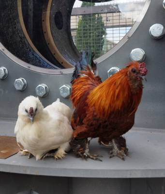 Spolek Setkávání se zvířátky v praxi (foto archiv spolek SSZ).