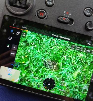 Srnče zachráněné Simonou pomocí dronu (foto archiv Simona Šitnerová).