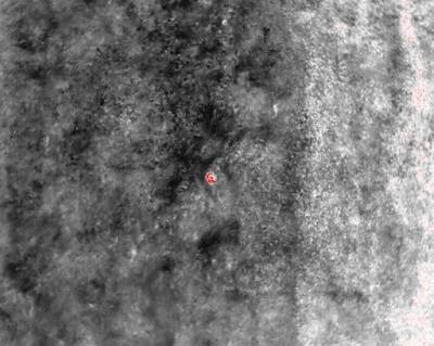 Srnče na termovizi dronu (foto archiv Simona Šitnerová).