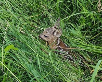 Srnče zachráněné spolkem Simony pomocí dronu (foto archiv Simona Šitnerová).