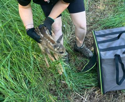 Vypouštění zachráněného srnčete zpět do přírody (foto archiv Simona Šitnerová).