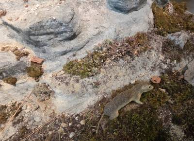 Sysel v rámci výstavy v Domě přírody - Koněpruské jeskyně (foto redakce).