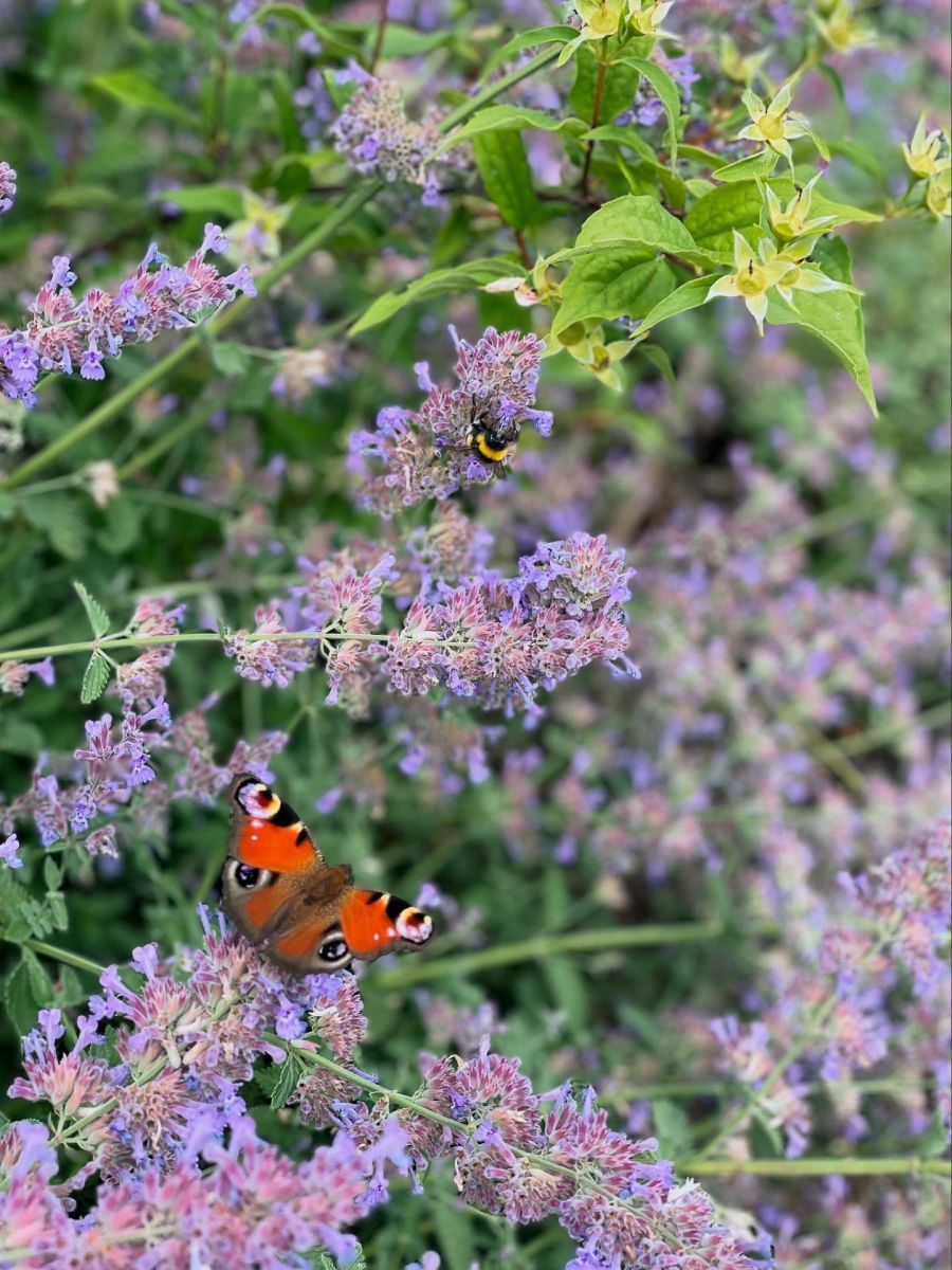 Fotografie z projektu BYDLÍME NA ZAHRADĚ